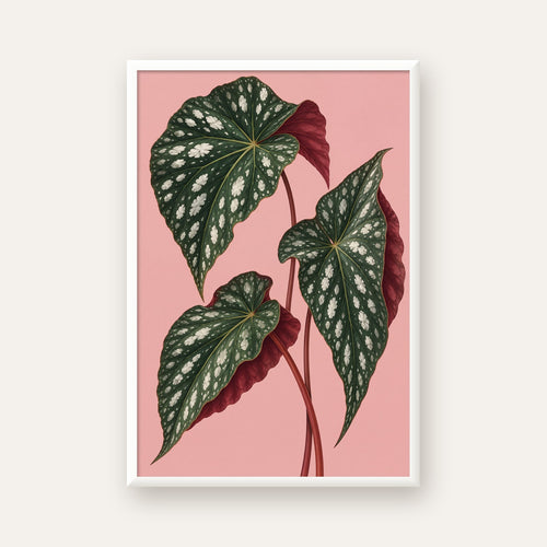 Benekli Begonia Yaprakları Botanik Poster – Pembe Fonlu — beyaz çerçeveli dikey poster