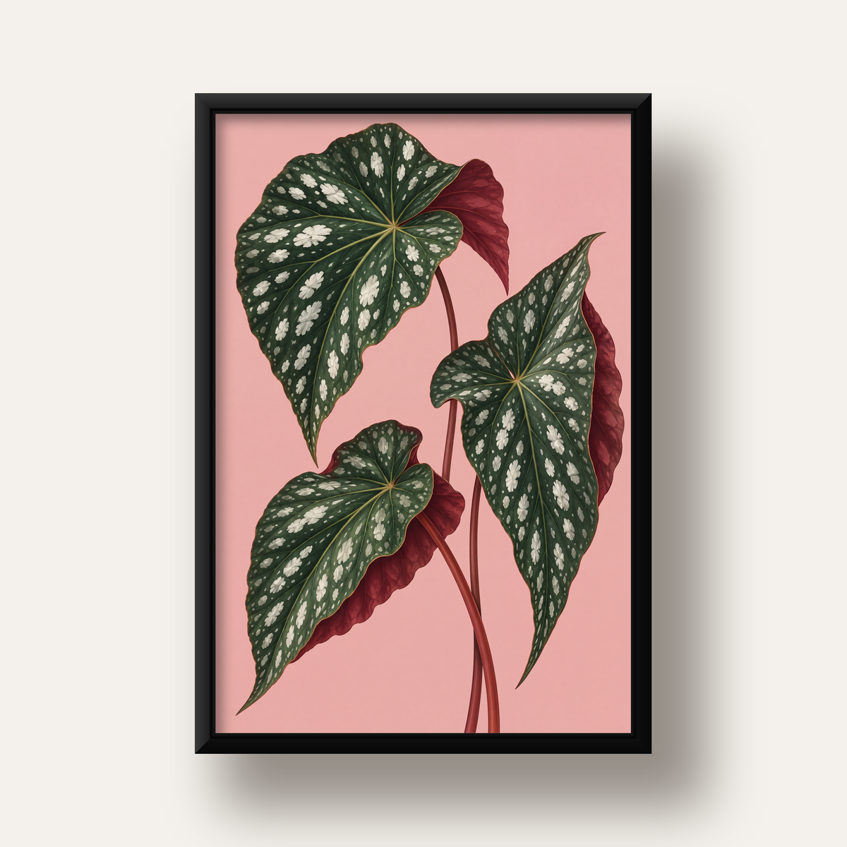 Benekli Begonia Yaprakları Botanik Poster – Pembe Fonlu — siyah derin çerçeveli