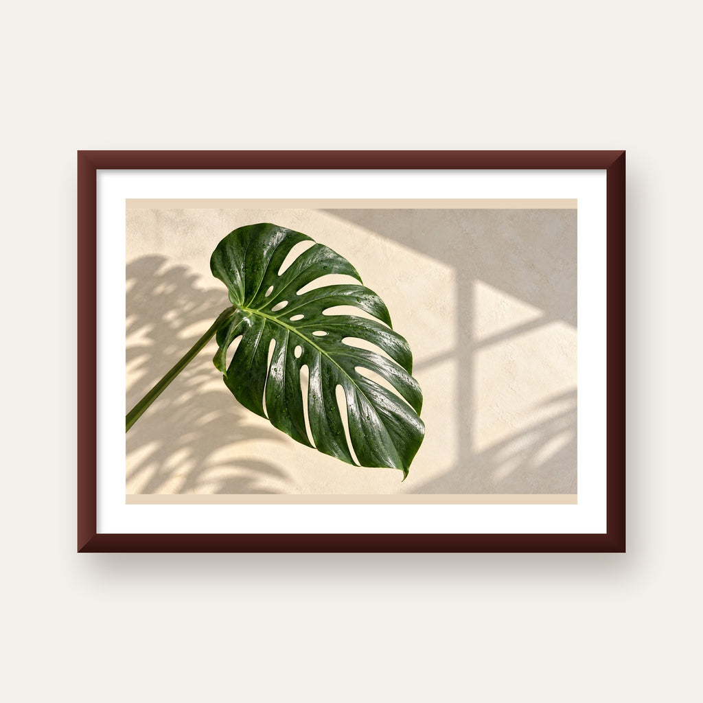 Monstera Yaprağı Close-Up Poster – Doğal ve Modern Duvar Dekoru — ceviz çerçeveli paspartulu