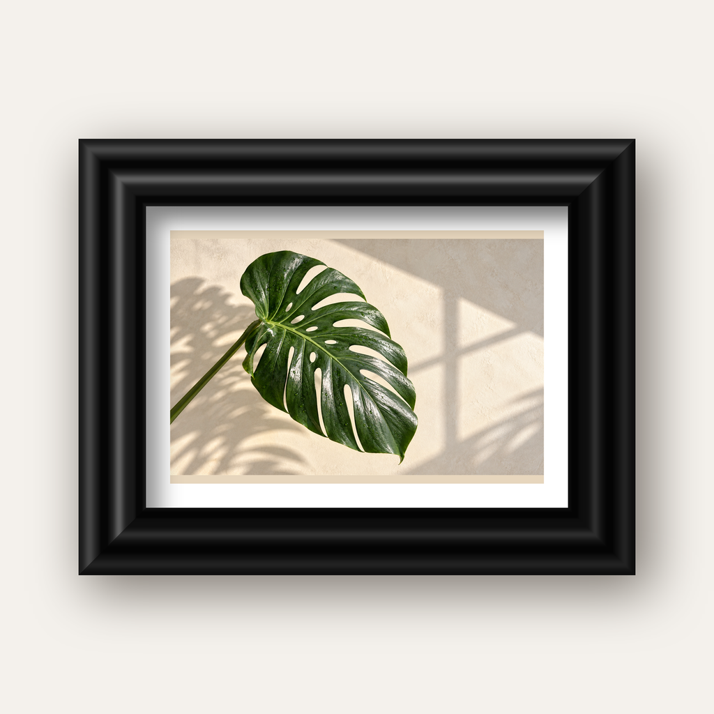 Monstera Yaprağı Close-Up Poster – Doğal ve Modern Duvar Dekoru — siyah galeri çerçeveli paspartulu