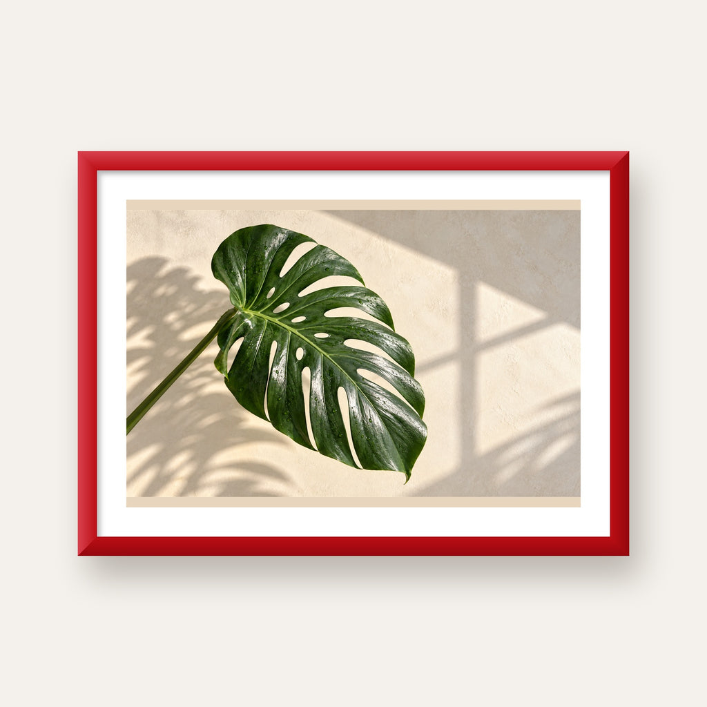 Monstera Yaprağı Close-Up Poster – Doğal ve Modern Duvar Dekoru — kırmızı çerçeveli paspartulu