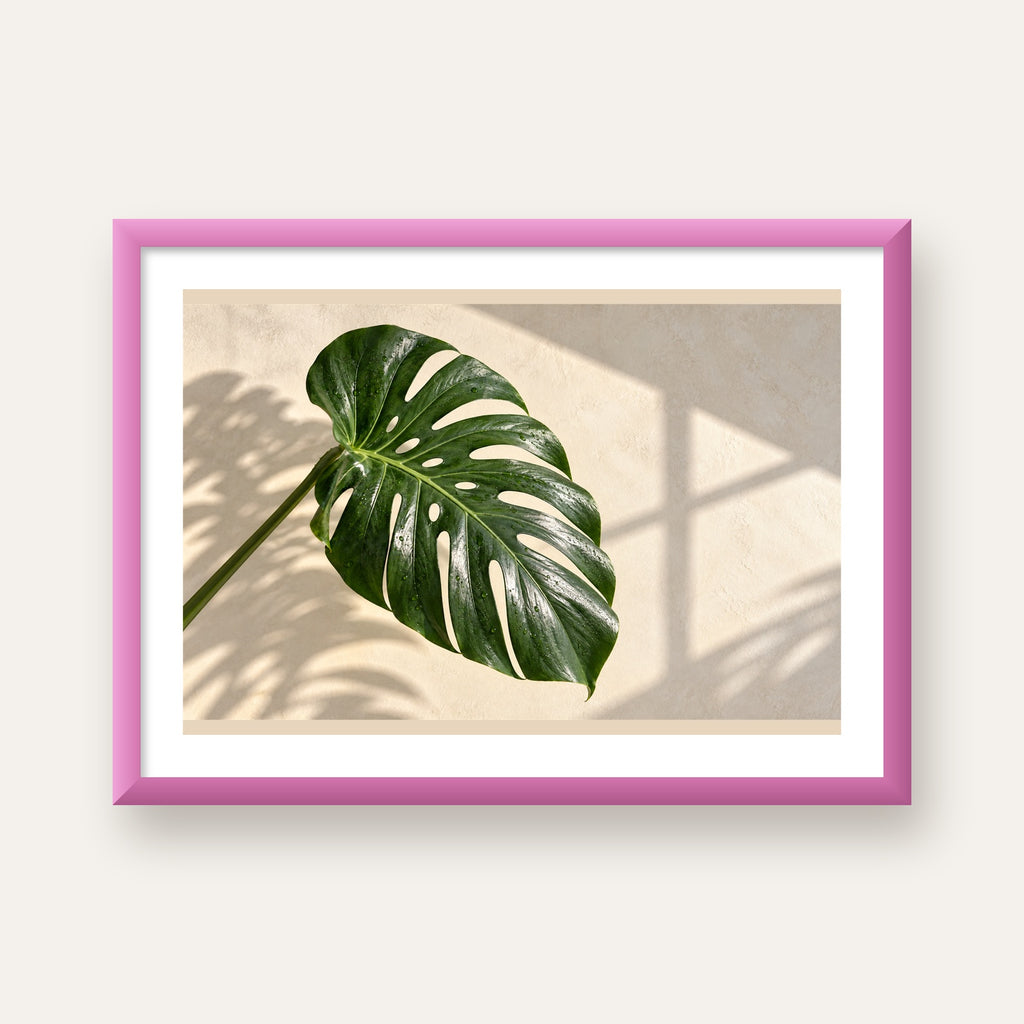 Monstera Yaprağı Close-Up Poster – Doğal ve Modern Duvar Dekoru — pembe çerçeveli paspartulu